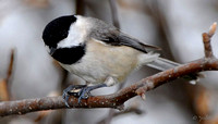 Carolina chickadee