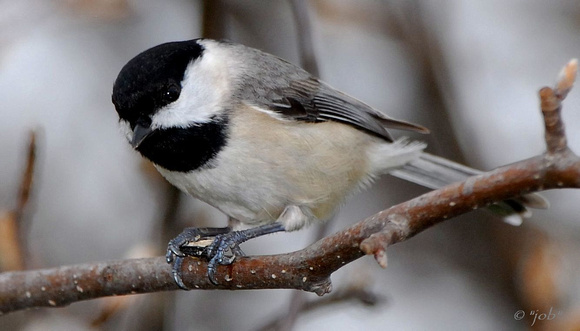 Carolina chickadee