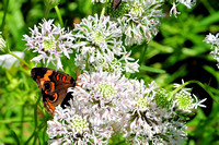 Common Buckeye