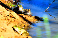 Rio Grande leopard frog