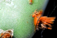 Prickly pear glochid