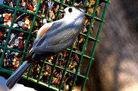 Black crested (Mexican) titmouse