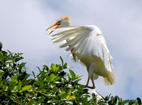 Cattle egret