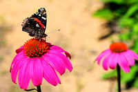 Red Admiral