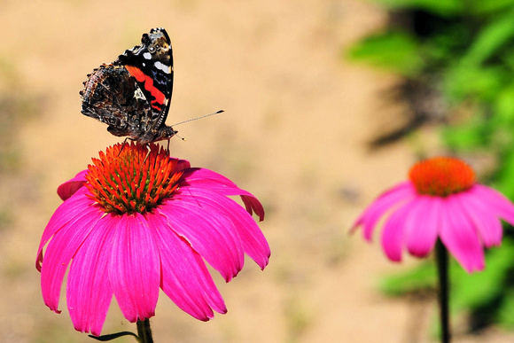 Red Admiral