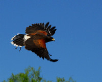 Harris's Hawk 14