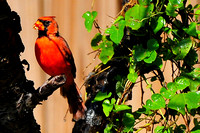 Northern cardinal