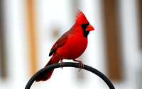 Northern cardinal