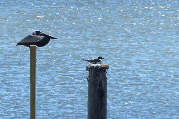 Brown pelican & Laughing gull