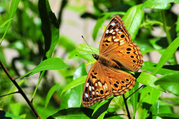 Tawny Emperor