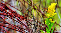 Goldenrod, Wire & Wasp