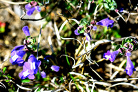 Bushy skullcap