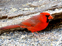 Northern cardinal