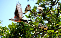 Scissor-tailed flycatcher