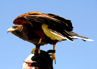 Harris's Hawk 8