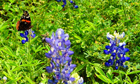 Red admiral on Bluebonnet