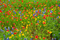 Texas bluebonnets, Greenthread, Indian blanket