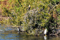 Anhinga, Bald Eagle, Snowy Egret