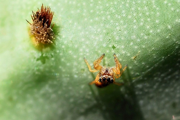 Prickly pear glochid