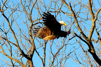 Llano River Bald Eagles 2014-01-11