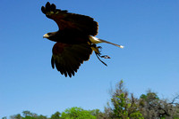 Harris's Hawk 4