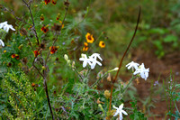 Bull nettle; Brown-eyed Susan; Mexican hat