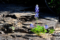 Texas bluebonnet on the rocks