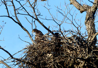 Llano River Bald Eagles 2014-02-15