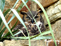 Great horned owl